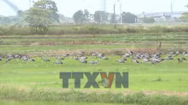 Quảng Trị: Bảo vệ hàng nghìn cá thể cò nhạn