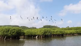 Hoang sơ, hấp dẫn rừng ngập mặn Bàu Cá Cái