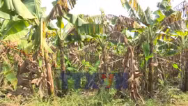 Đồng Nai mở rộng thị trường xuất khẩu chuối