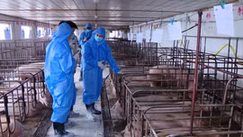 Thử nghiệm vaccine dịch tả lợn châu Phi trên lợn sinh sản