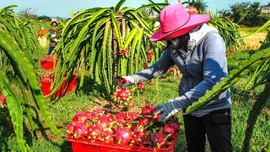 Vùng chuyên canh thanh long Đồng Tháp vào mùa Tết