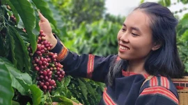Cà phê đặc sản Việt xuất khẩu giá kỷ lục 1,2 triệu đồng/kg