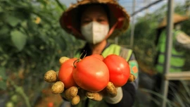 Thực phẩm hữu cơ giá cao vẫn hút khách