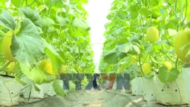 Nông dân, hợp tác xã linh hoạt sản xuất, giảm chi phí đầu vào