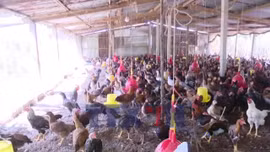 Giá gà thịt ở Đồng Tháp giảm, người nuôi lỗ nặng