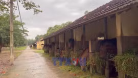 Xuân Bính Ngọ 2026: Chuyện những con ngựa cống hiến cho y học