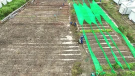 Bộ đội Việt Nam biến đất khô cằn ở châu Phi thành vườn rau xanh