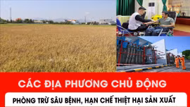 Các địa phương chủ động phòng trừ sâu bệnh, hạn chế thiệt hại sản xuất