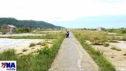 Diêm dân bỏ nghề, những đồng muối ở Thanh Hóa bị bỏ hoang