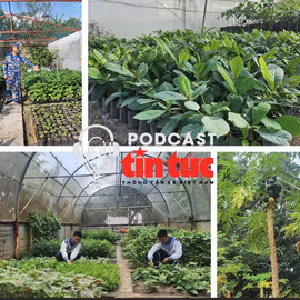Mầm xanh từ đất liền, sức sống ở Trường Sa: Những người làm vườn mang súng 