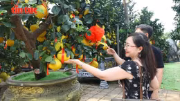 TP Hồ Chí Minh: Bưởi Diễn khoe sắc vàng, sẵn sàng phục vụ thị trường Tết