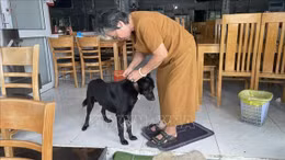 Huyện Côn Đảo thực hiện đeo thẻ có gắn mã QR cho đàn chó nuôi