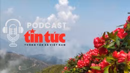 Vi vu Việt Nam: Ngắm ‘vương quốc’ hoa đỗ quyên từ đỉnh Fansipan