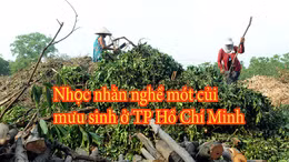 Nhọc nhằn nghề mưu sinh mót củi ở TP Hồ Chí Minh