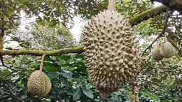 Cảnh báo tăng diện tích sầu riêng ồ ạt