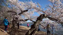 Mỹ là ổ dịch COVID-19 thứ ba, dân Washington vẫn ra ngoài ngắm anh đào