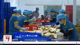 Xuất khẩu sầu riêng tăng đột biến