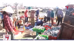 Ngư dân Quảng Trị được mùa khai thác cá nục