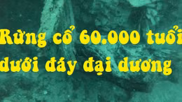Đột phá y học từ khu rừng 60.000 năm dưới đáy đại dương