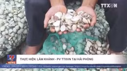 Ngao chết hàng loạt tại cửa sông Văn Úc, Hải Phòng