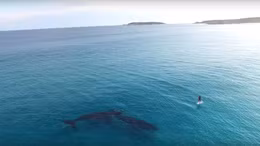 Lướt ván SUP cùng cá voi ở Australia