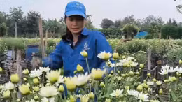 Hoa nở sau bão