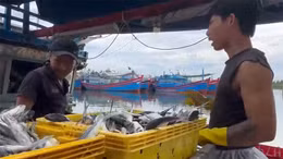 Nhiên liệu tăng giá, ngư dân Quảng Ngãi lo lỗ vốn