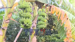 Nông dân Hải Phòng được mùa chuối Tết