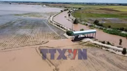Đồng Tháp: Mở cống xả nước lũ vào đồng ruộng để lấy phù sa
