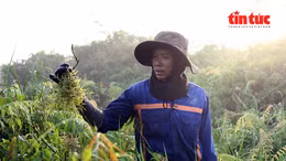 Người dân lại lội bùn, băng qua những khu vực rậm rạp để hái rau đọt choại mọc tự nhiên ở vùng ven TP Hồ Chí Minh.