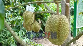 Vua trái cây hứa hẹn về đích suôn sẻ