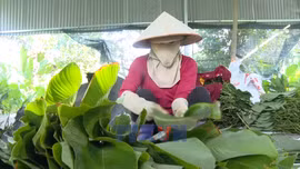 Rộn ràng mùa thu hoạch lá dong phục vụ Tết