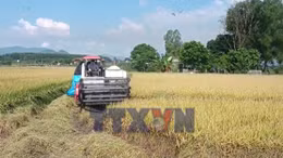 Năng suất lúa ST25 ở Tây Nguyên đạt 13 tấn mỗi hecta