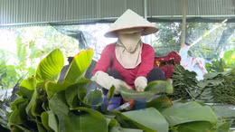 Rộn ràng mùa thu hoạch lá dong phục vụ Tết