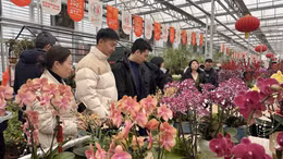 Rực rỡ chợ hoa Xuân Bắc Kinh (Trung Quốc)