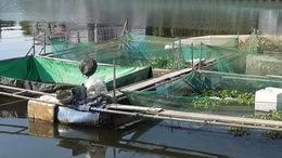Huế yêu cầu tháo dỡ toàn bộ lồng bè trên sông Như Ý trước ngày 18/8