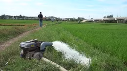 Xâm nhập mặn nghiêm trọng, nhiều ruộng lúa chết khô